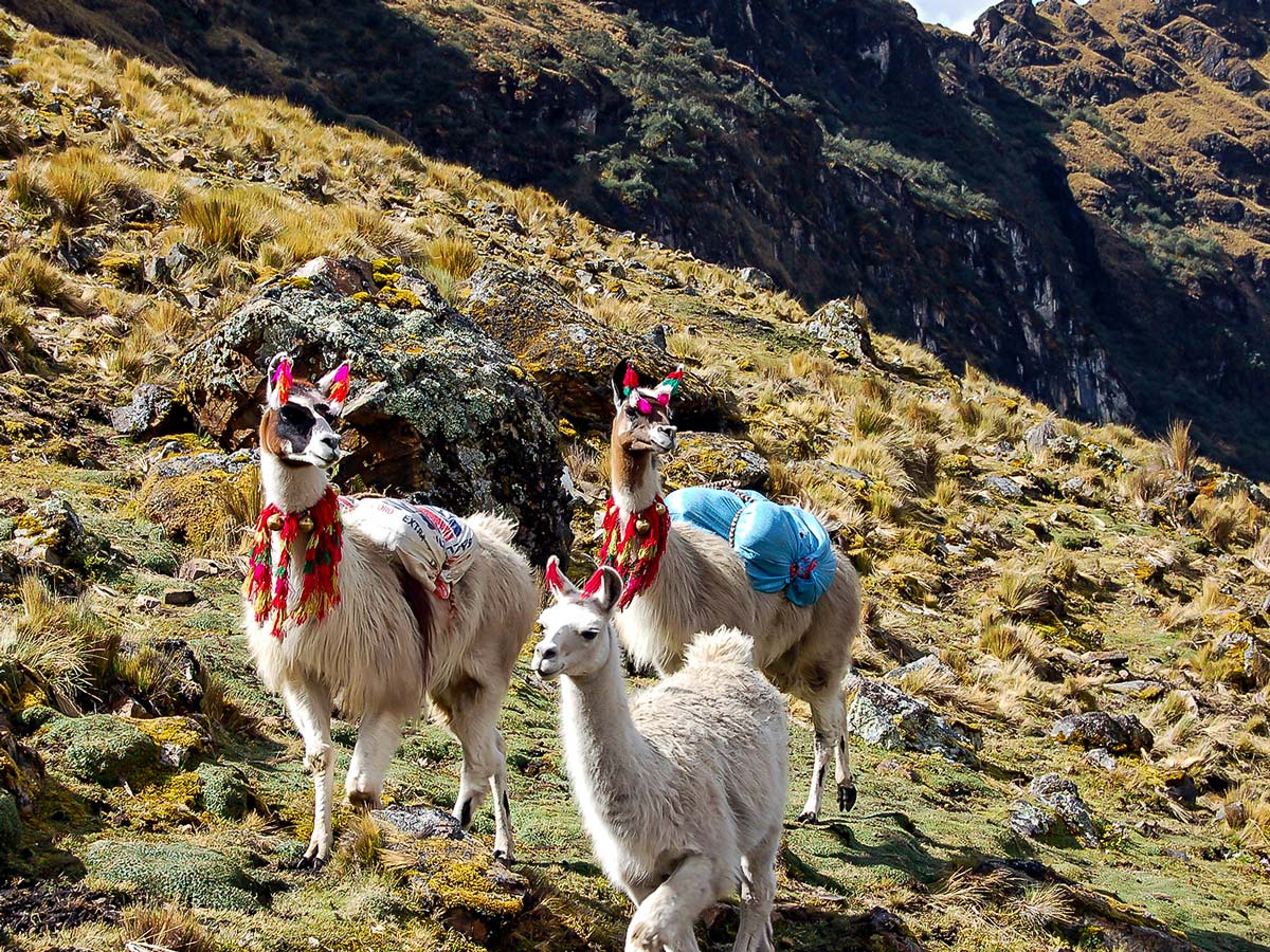 Friendly llamas in Andean Mountains on Lares Trek to Machu Picchu near Cusco Peru