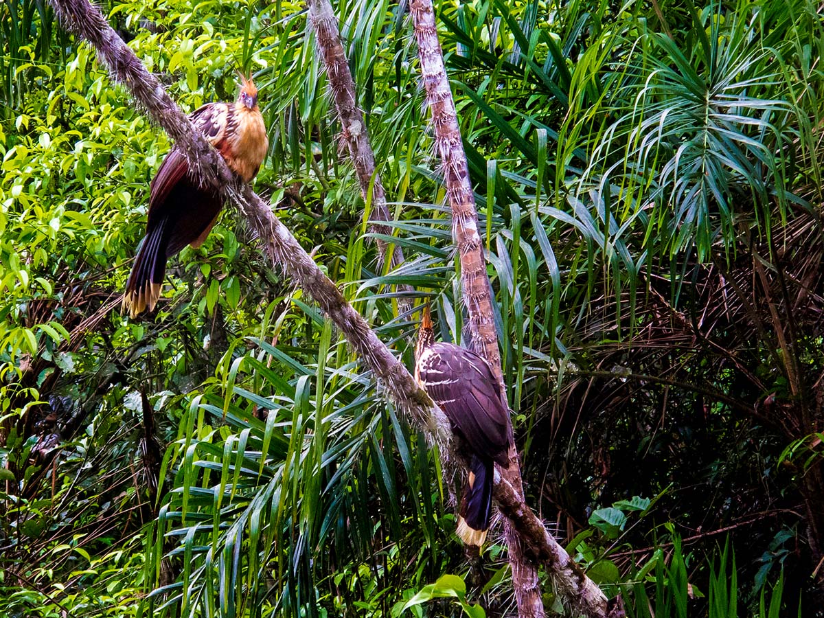Amazon basin is home for lots of bird and animal species and can be visited by Amazon to Galapagos Tour