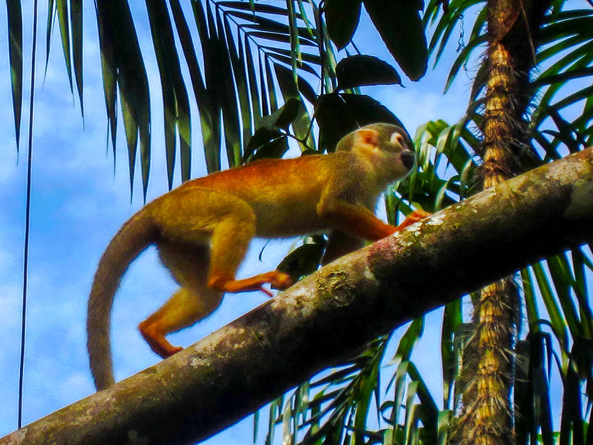 Fauna met in Ecuador on Amazon to Galapagos Tour
