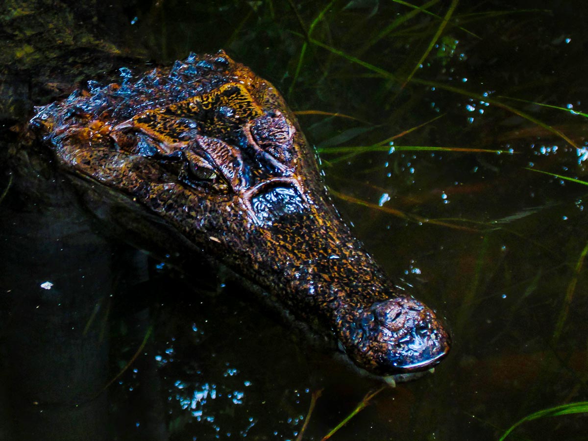 Crocodile in Amazon River seen on Amazon to Galapagos Tour