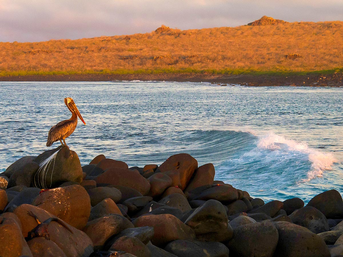 The unique nature of Galapagos can be explored on Amazon to Galapagos Tour