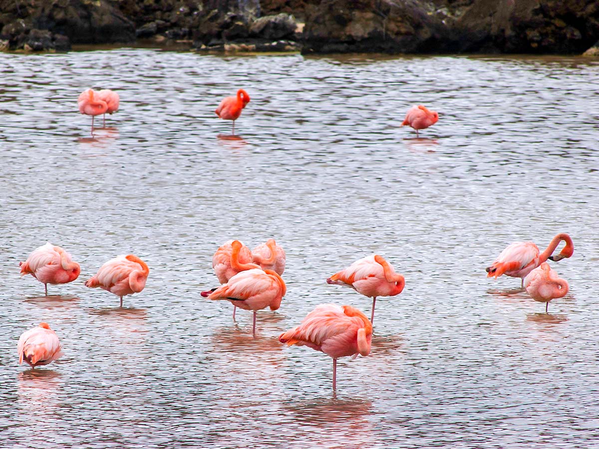 Pink flamingos met on Amazon to Galapagos Tour