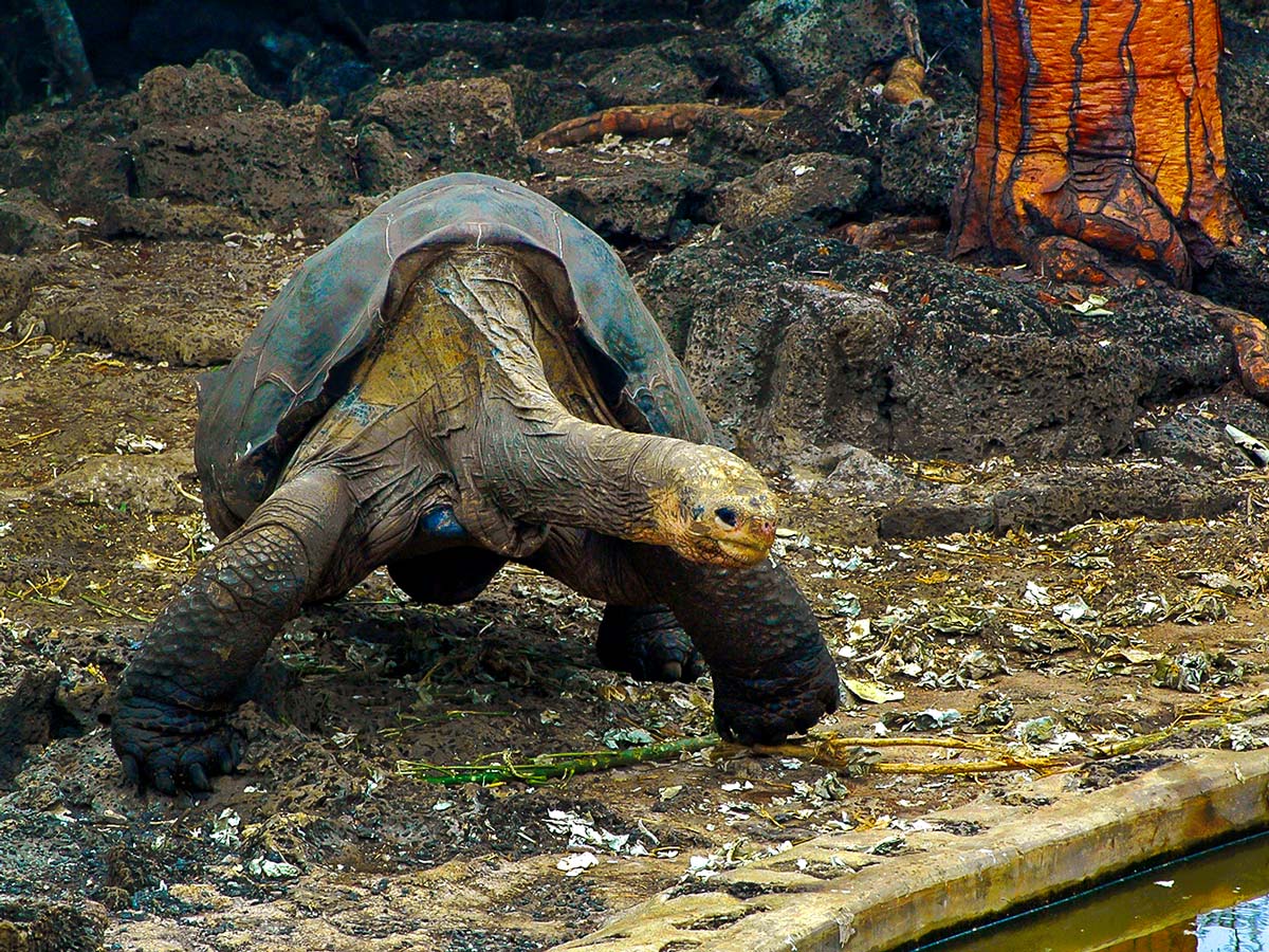 Islands of Galapagos are the home for Giant Turtles and can be seen on Amazon to Galapagos Tour