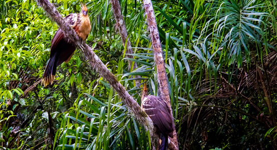 Ecuador: Amazonas to Galapagos