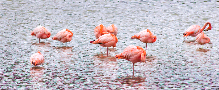 Ecuador: Amazonas to Galapagos