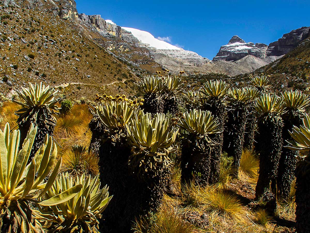 Beautiful plants seen on Guided Cocuy Western Trails Tour in Sierra Nevada del Cocuy Colombia