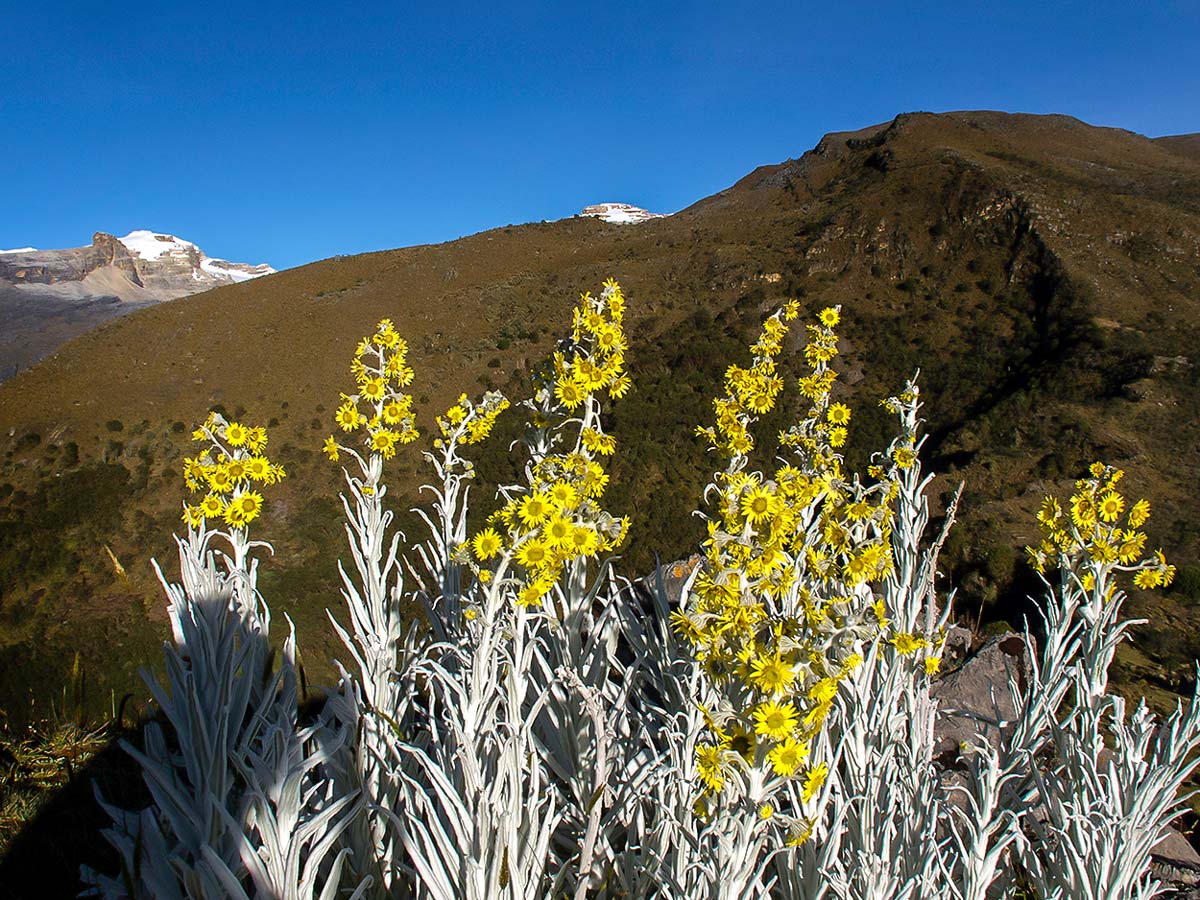 Beautiful wildflowers seen on Cocuy Western Trails Tour in Colombia
