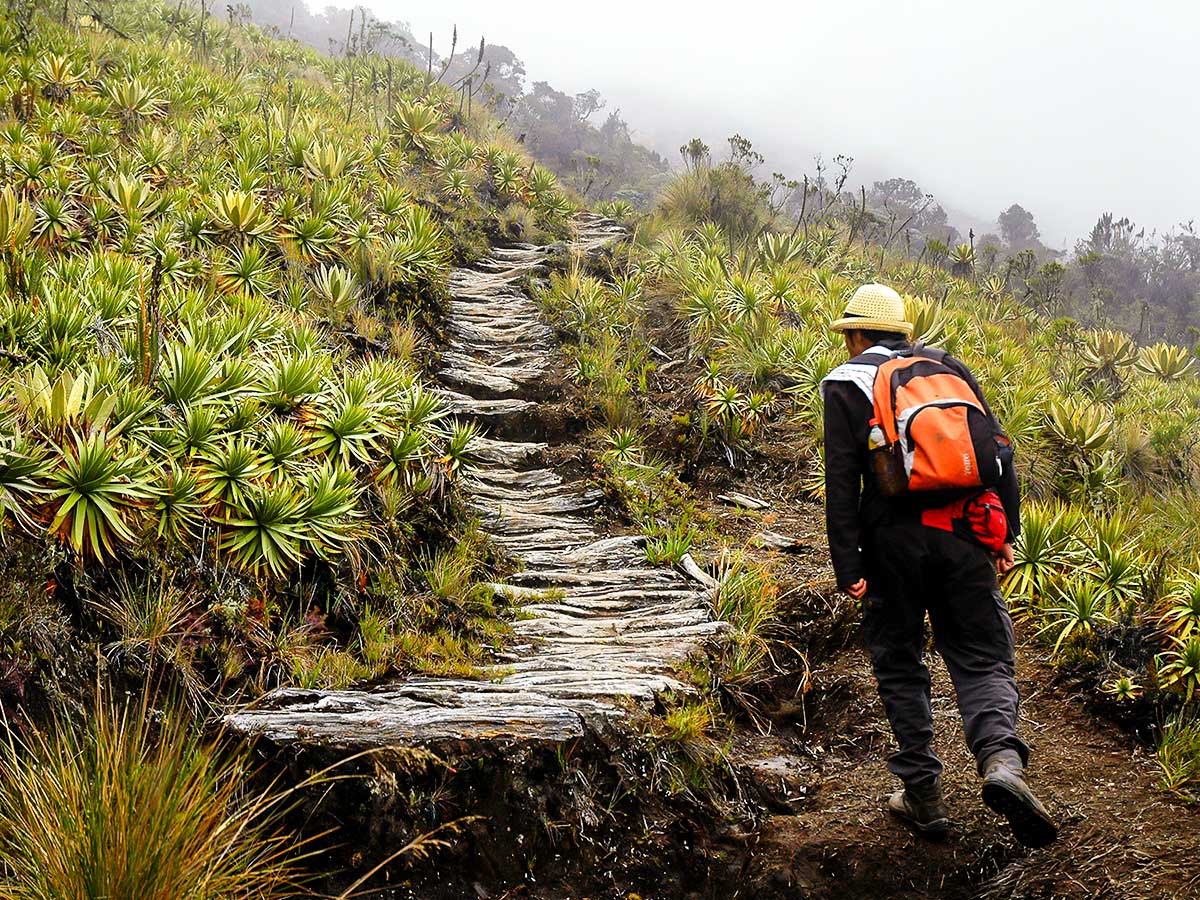 Hiker trekking on one of the paths of Los Nevados Trek in Colombia