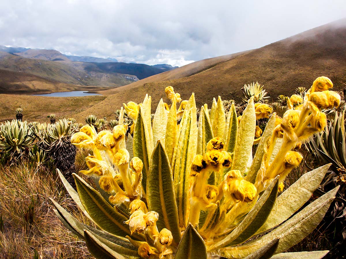 Beautiful wildflowers along the trail of Los Nevados Trek in Colombia