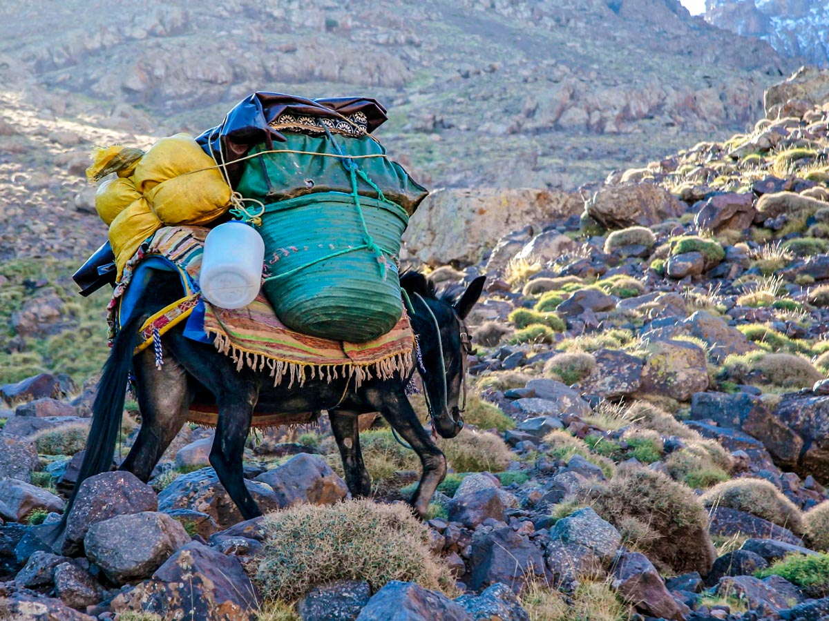 Donkey with heavy load on Atlas and Sahara Trek in Morocco