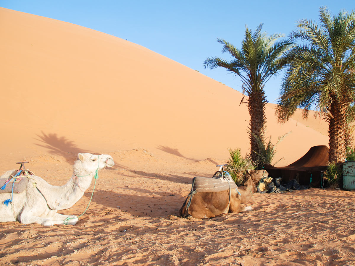 Resting under the palm trees on Atlas and Sahara Trek in Morocco