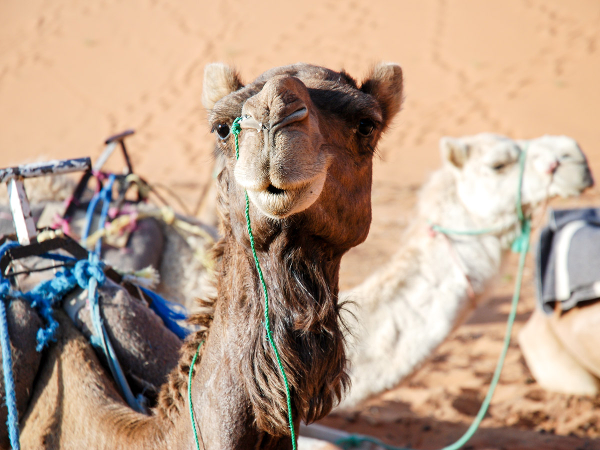 Friendly camel met on Mt Toubkal and Desert tour in Morocco