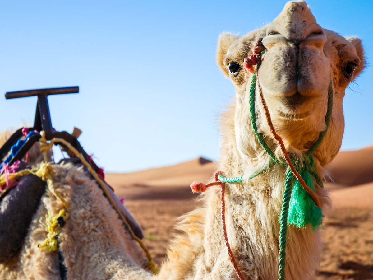 Mt Toubkal and Desert tour in Morocco is a great trekking tour with camel riding