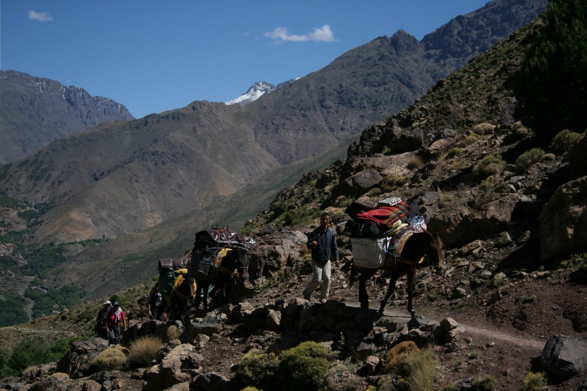 Donkeys carrying trekking necesities on guided trekking tour to Atlas Valley from Marrakech Morocco