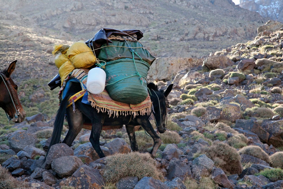 Donkey with a big load on guided trekking tour to Atlas Valley from Marrakech