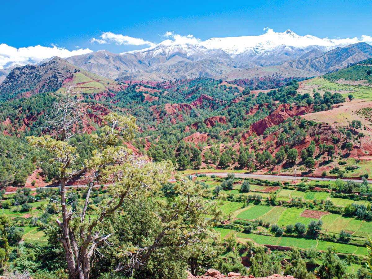 Green terraces seen on Mt Toubkal Circuit Trek in Morocco