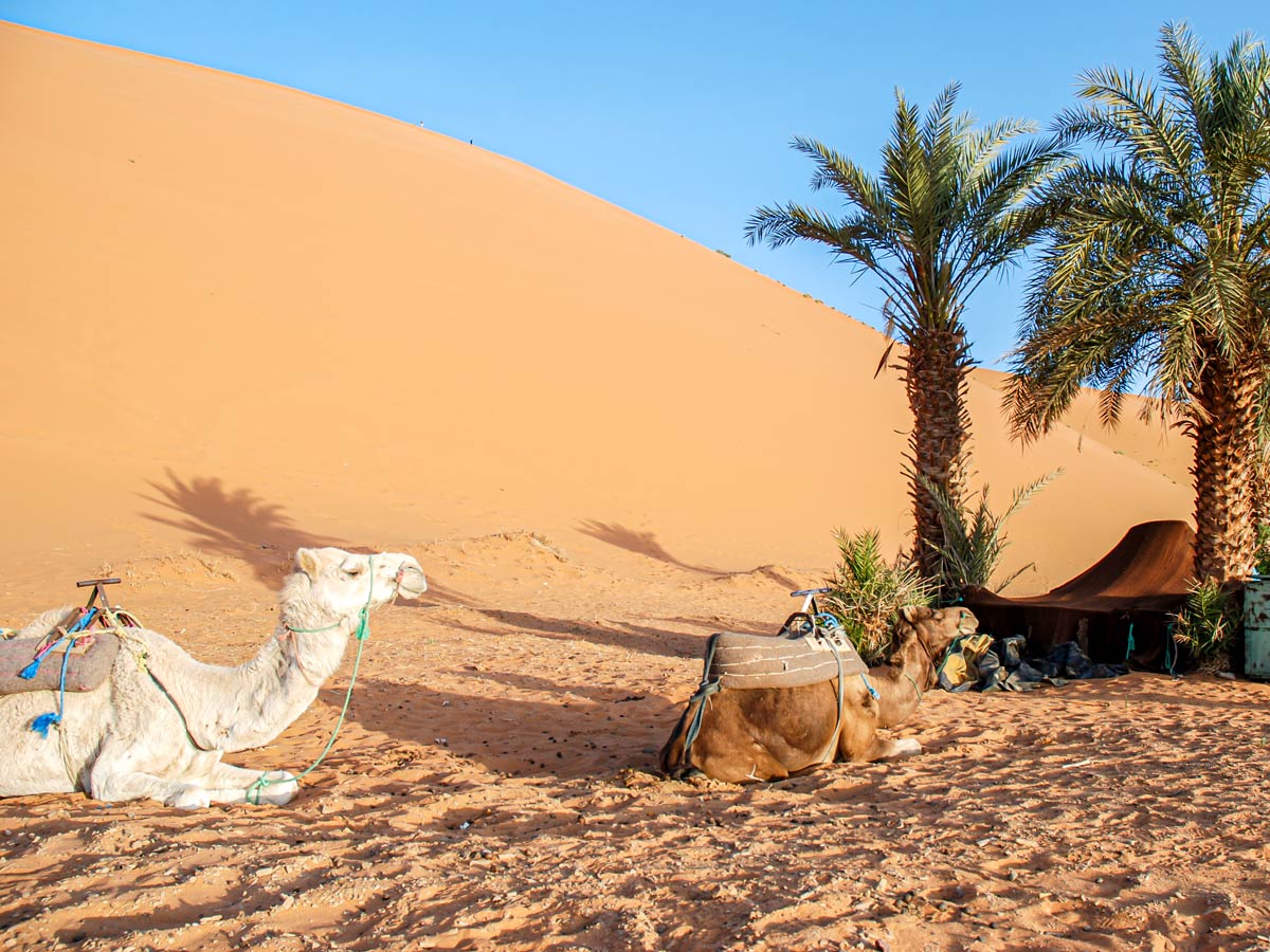 Camels resting under the palm trees on Merzouga Overland Tour