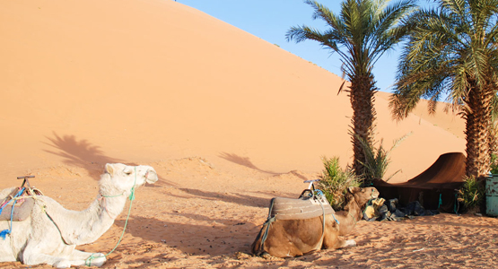 Erg Chigaga Sahara Camel Trek