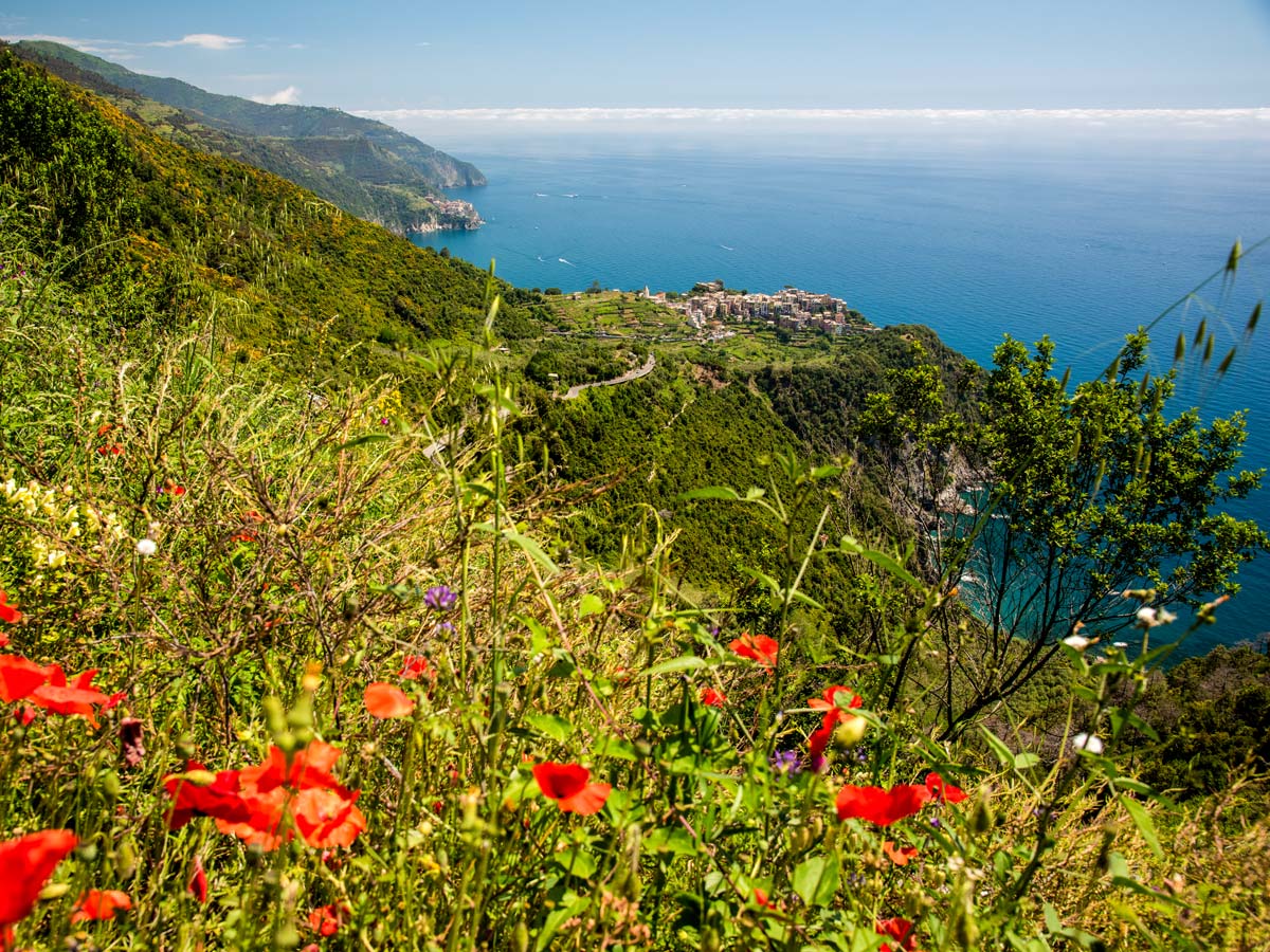 Wildflowers along the trail of self guided Sestri Levante to Porto Venere trek in Cinque Terre Italy