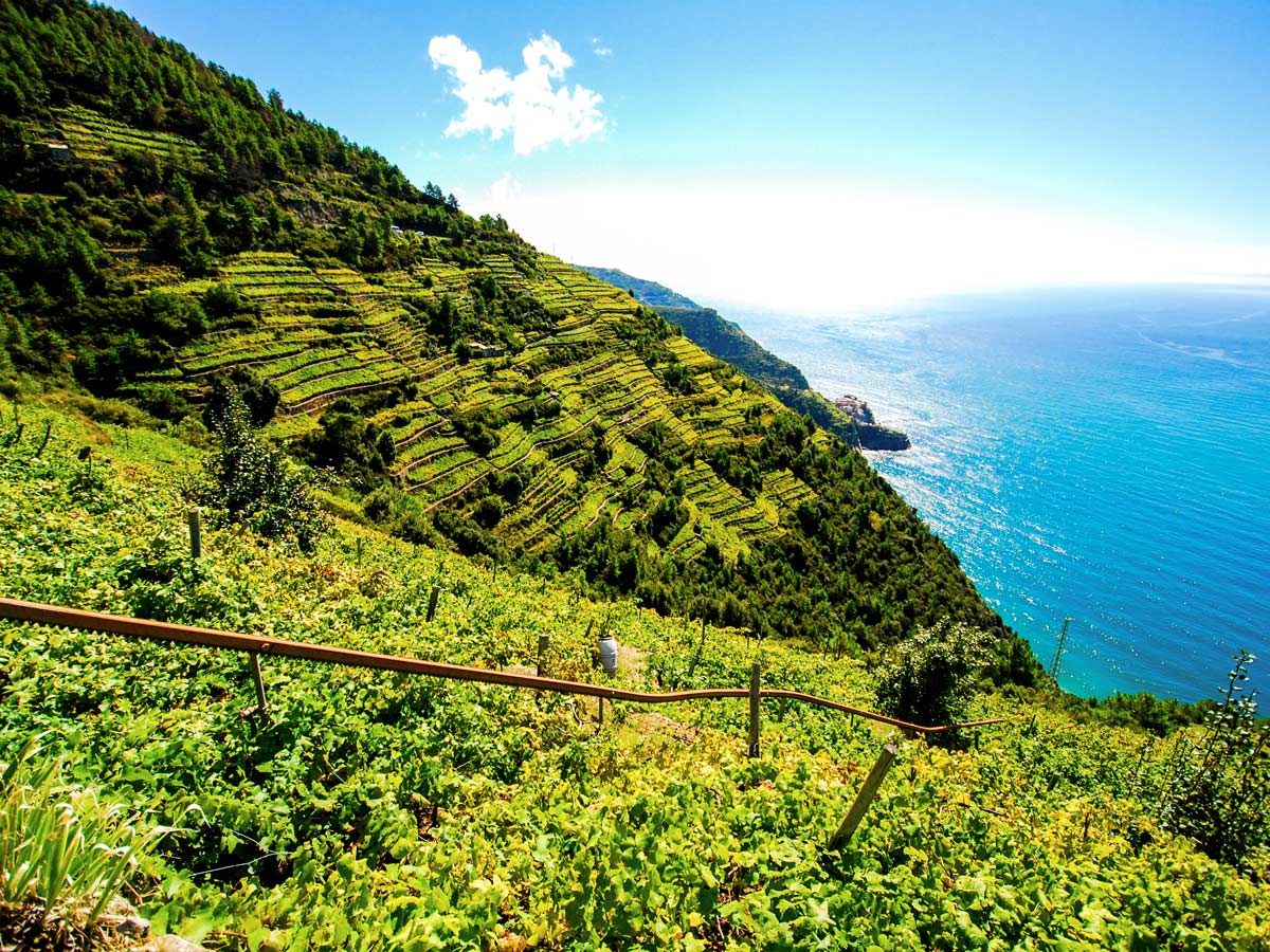 Green fields on Sestri Levante to Porto Venere trek in Cinque Terre Italy