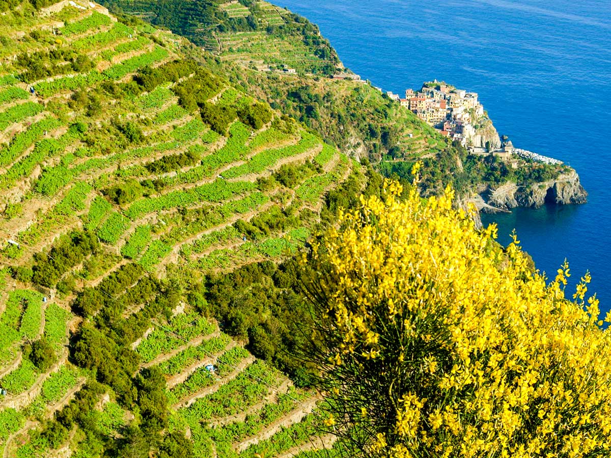 Grape fields along the coast on Sestri Levante to Porto Venere trek in Cinque Terre Italy