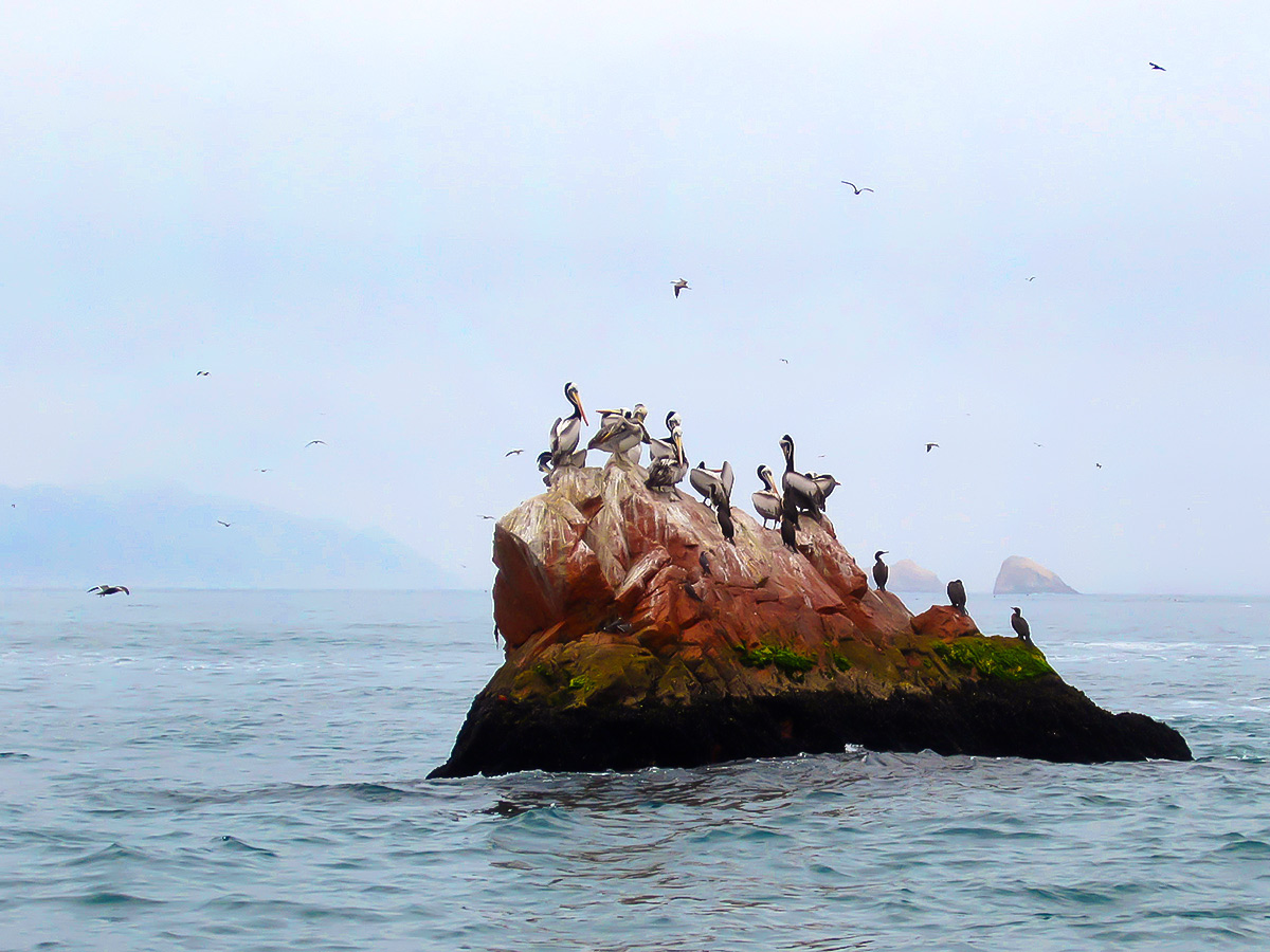 Group of pelicans met on Peru Active Tour