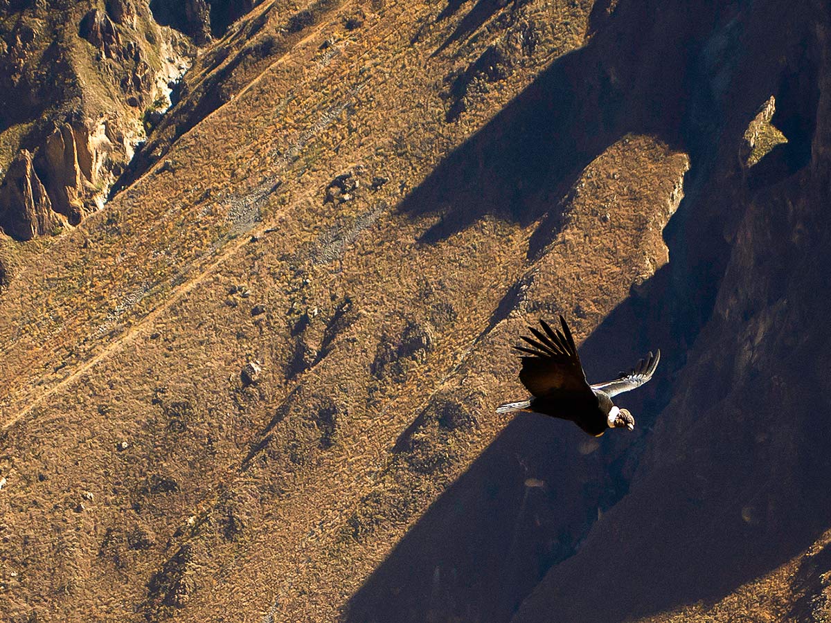 Bird of prey in Peruvian Andes on Peru Active Tour