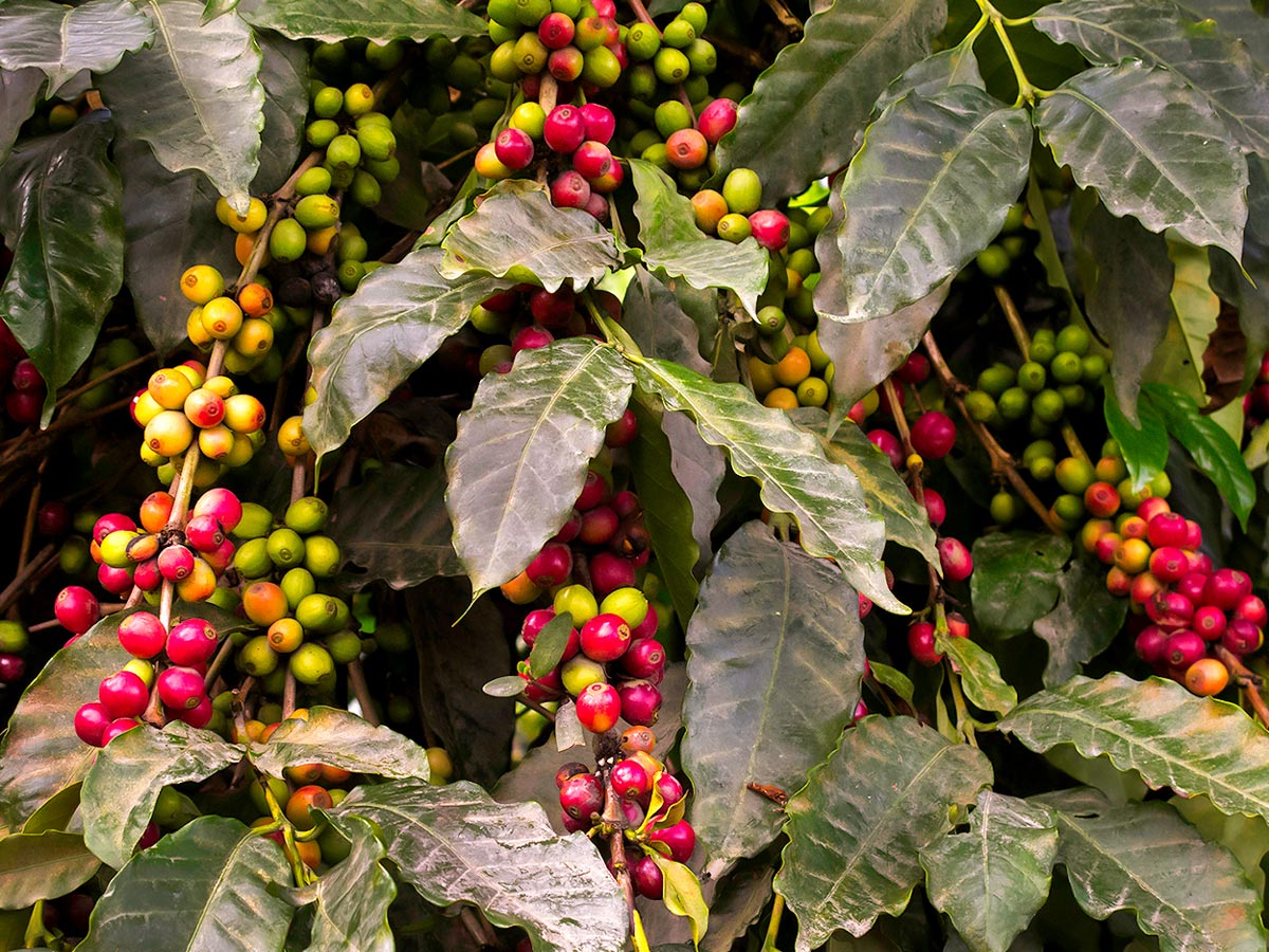Walking in Colombia Tour includes visiting coffee plantation at Manizales