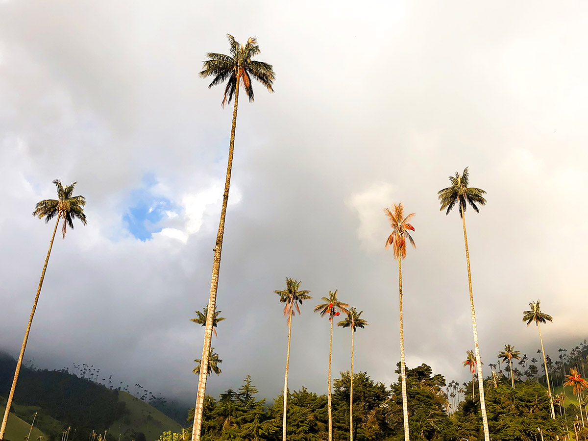 Wax palms in Cocora valley seen on Walking in Colombia Tour