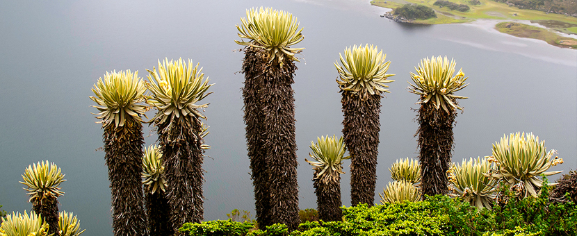 Walking in Colombia Tour