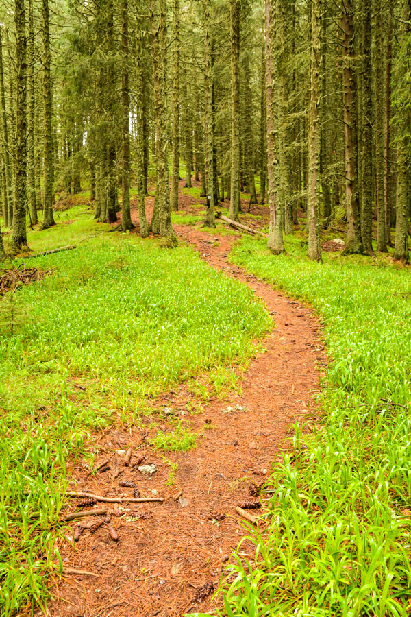 Rhodope Forest near Chepelare on day 6 of Rhodope biking tour in Bulgaria