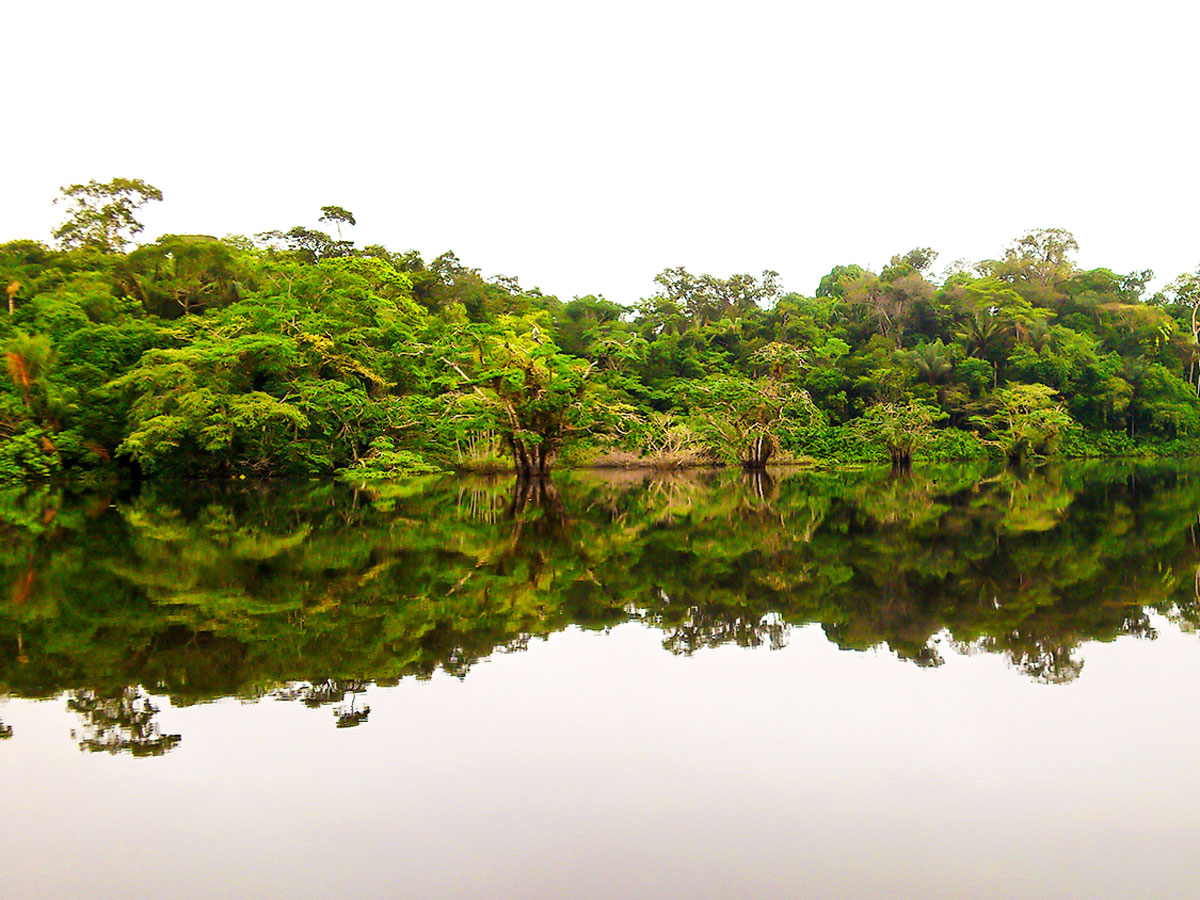 Lush shores of Amazon River on Great Ecuador Tour