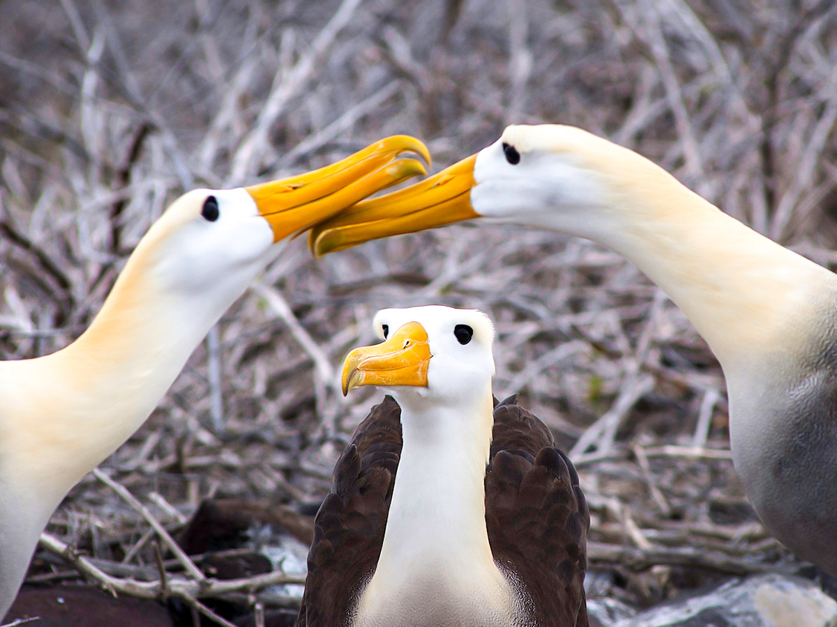 The family of albatrosses seen on Great Ecuador Tour