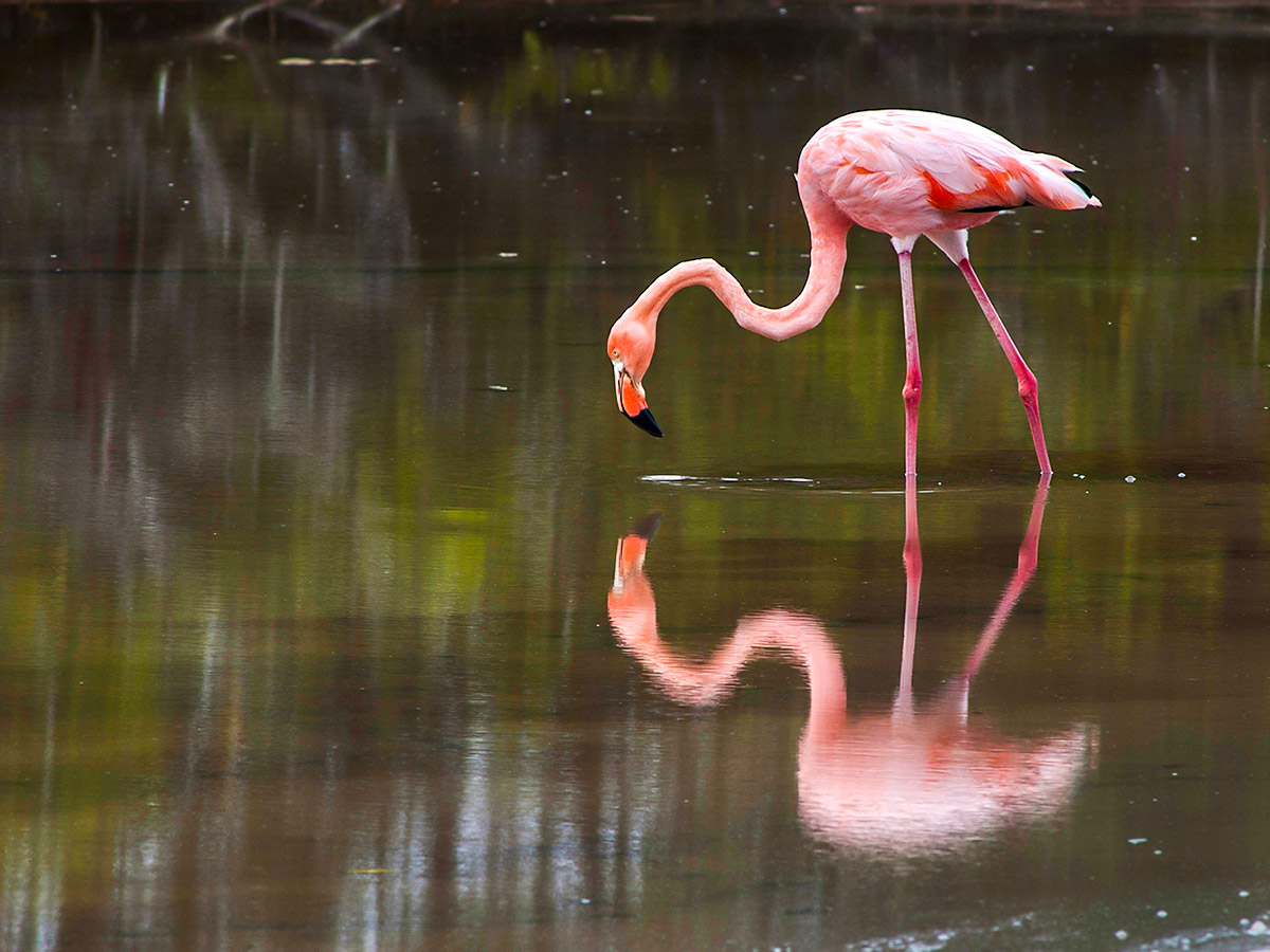 Pink flamingo seen on Great Ecuador Tour