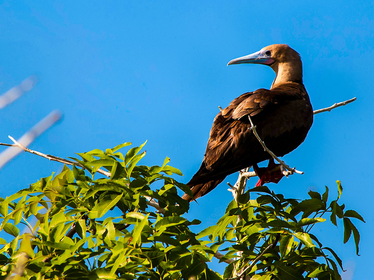 Ecuador is home for loads of bird and animal species