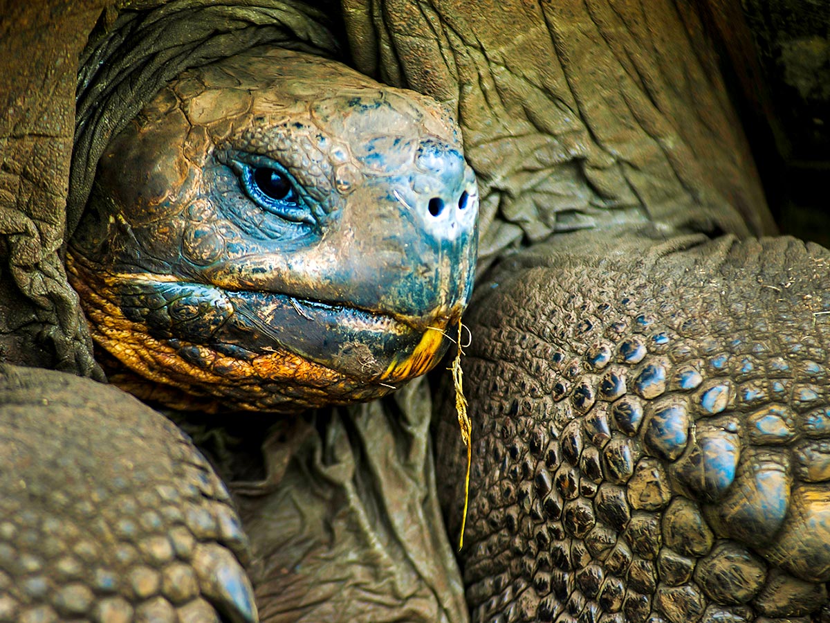 Giant turtle seen on Great Ecuador Tour in Ecuador