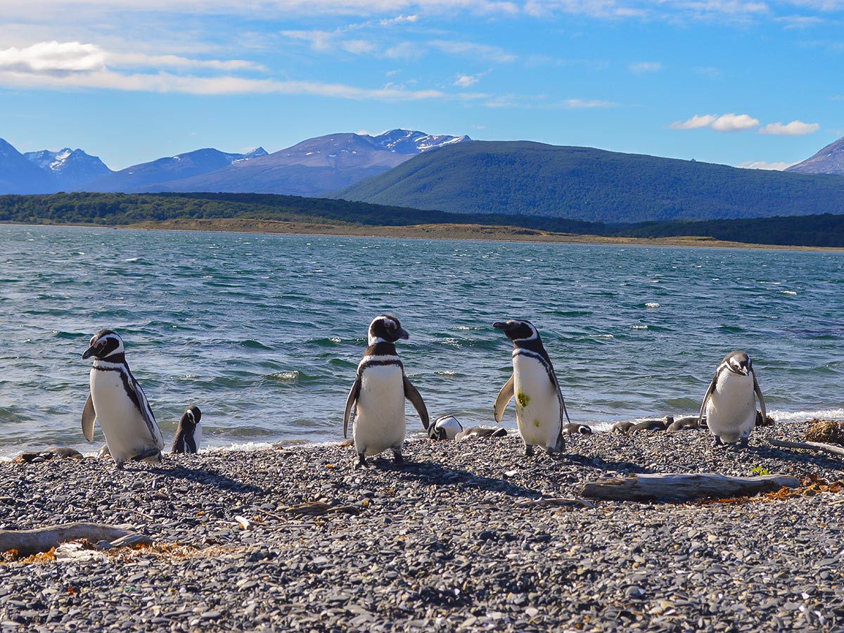 Penguins met on optional tour to Harberton on Guided Full Patagonia Adventure Tour with group