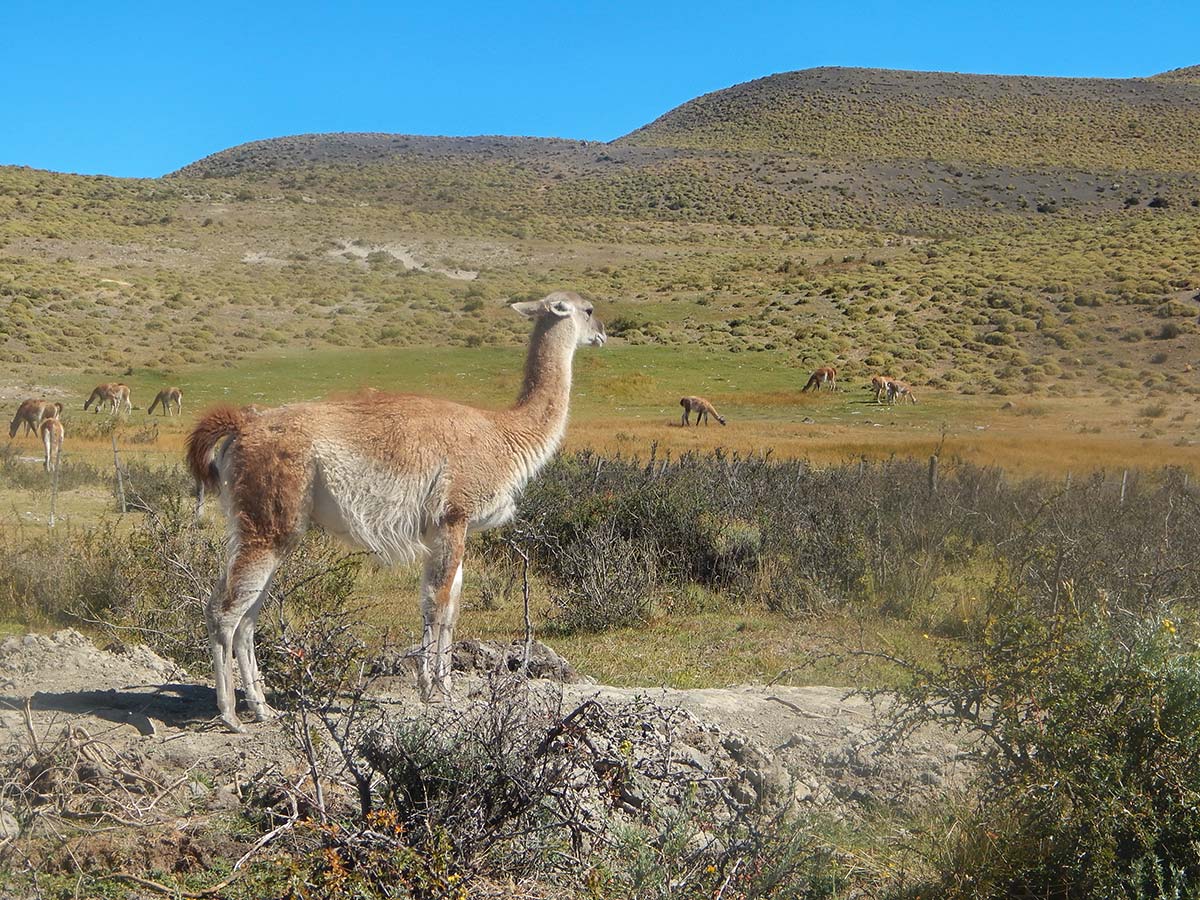 Guanaco met along the trail of Torres del Paine Ushuaia Adventure Tour in Patagonia