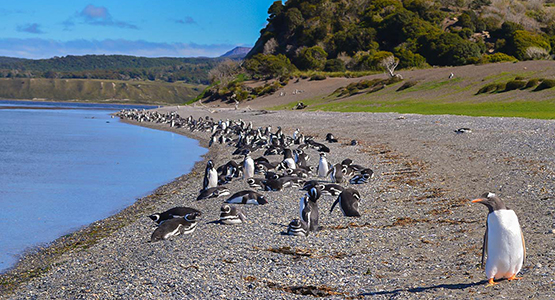 Torres del Paine and Ushuaia Trekking