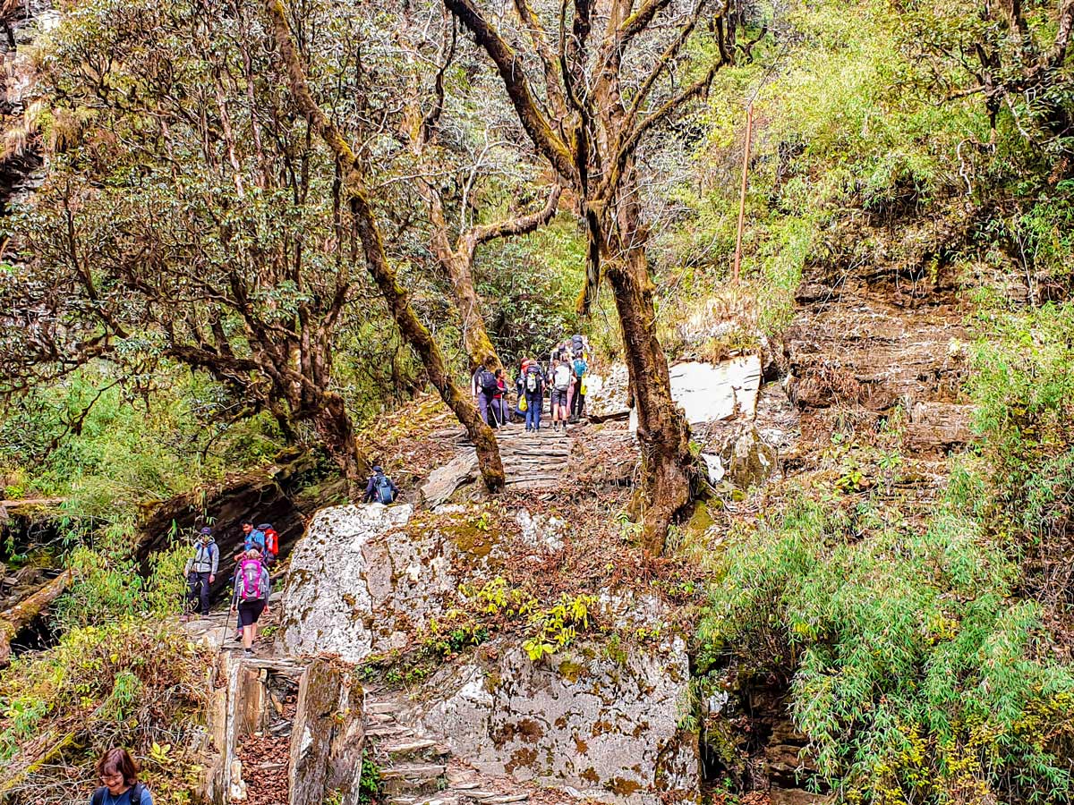 Passing the forest on Ghorepani and Poon Hill trek in Nepal