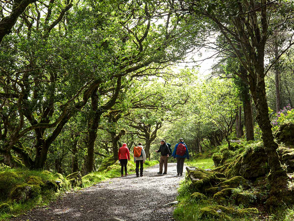 Wild trail of Deluxe Hiking Kerry Mountains tour in Ireland