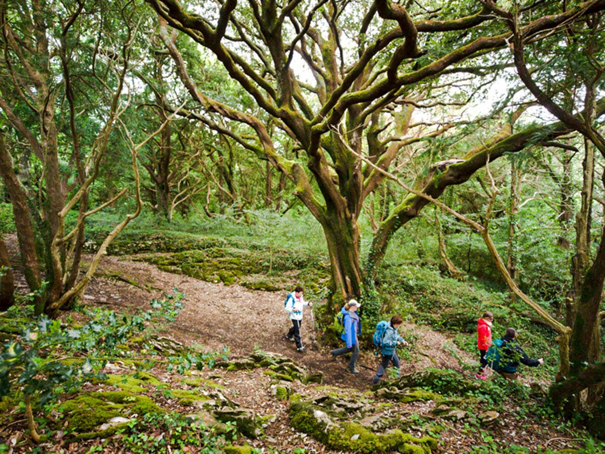 Crossing the Killarney forest on Deluxe Hiking Kerry Mountains tour