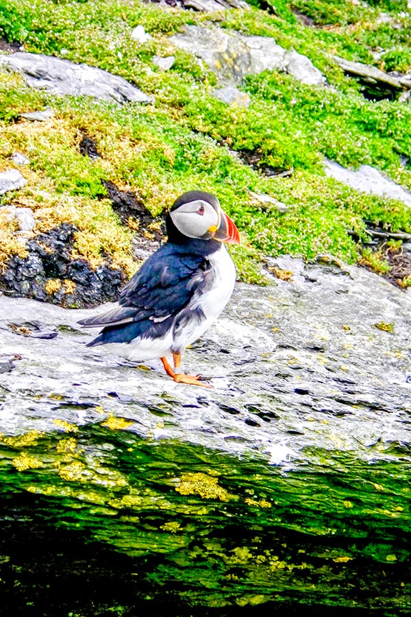 Puffin met on Family Adventure Giants Myths Legends Tour in Ireland