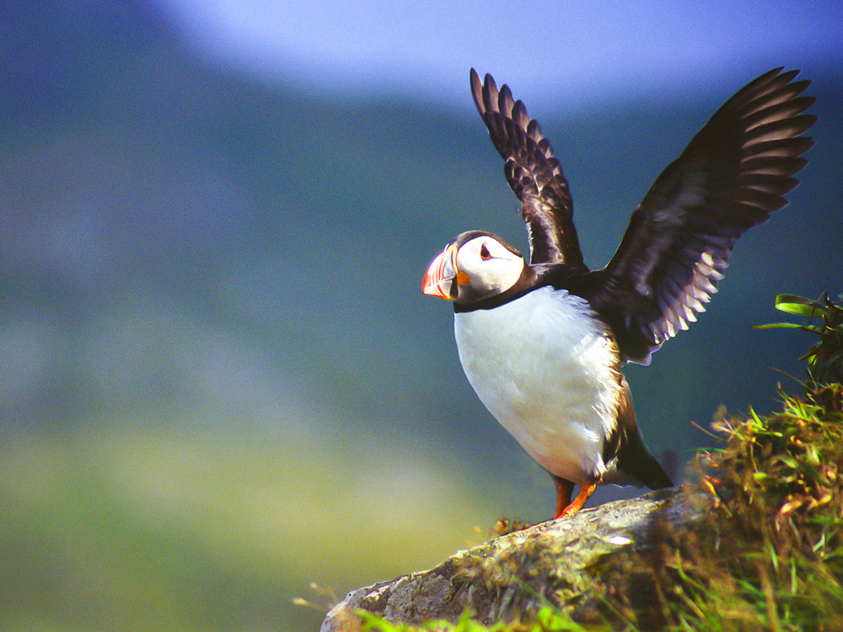 You have a big chance to see puffins while on Family Adventure Giants Myths Legends Tour