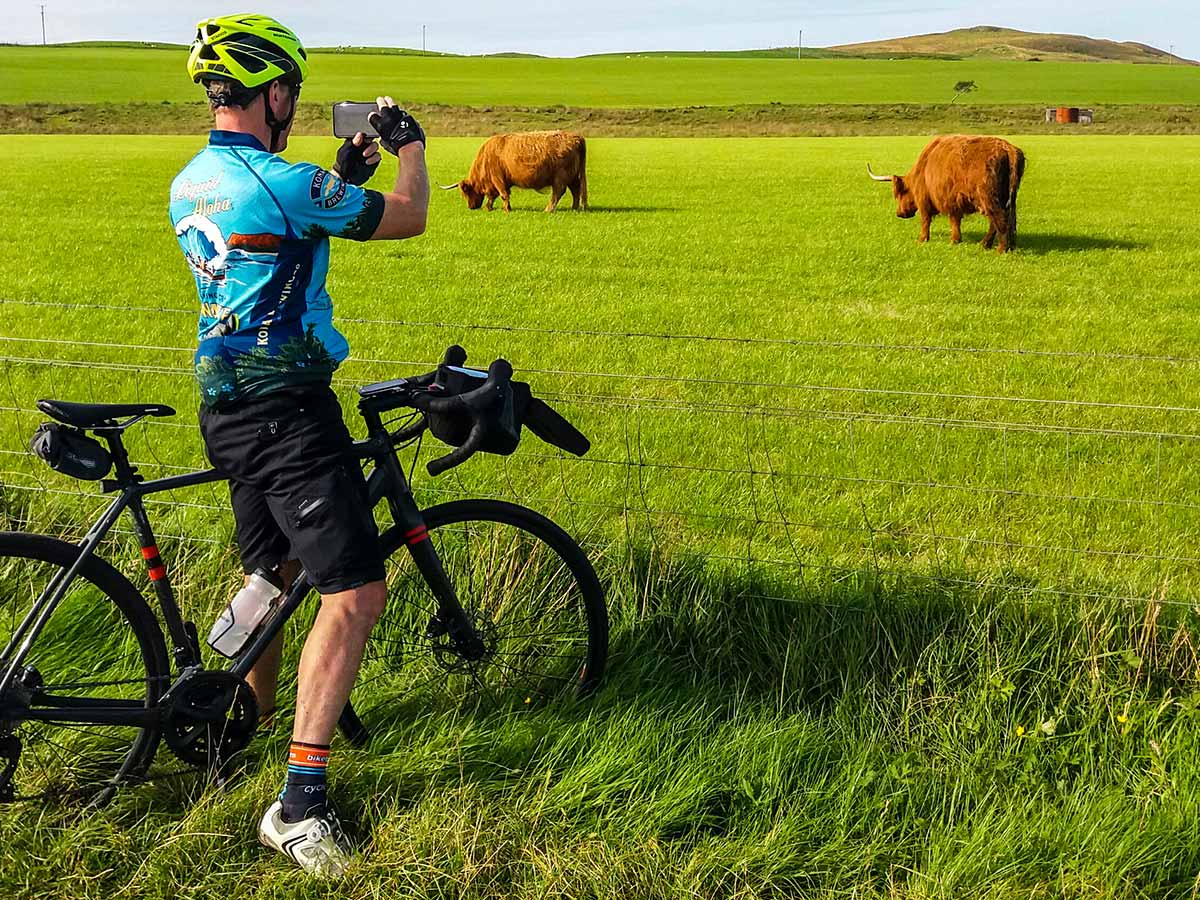 Looking at highland cattle on Arran Islay and Jura Road Biking Tour