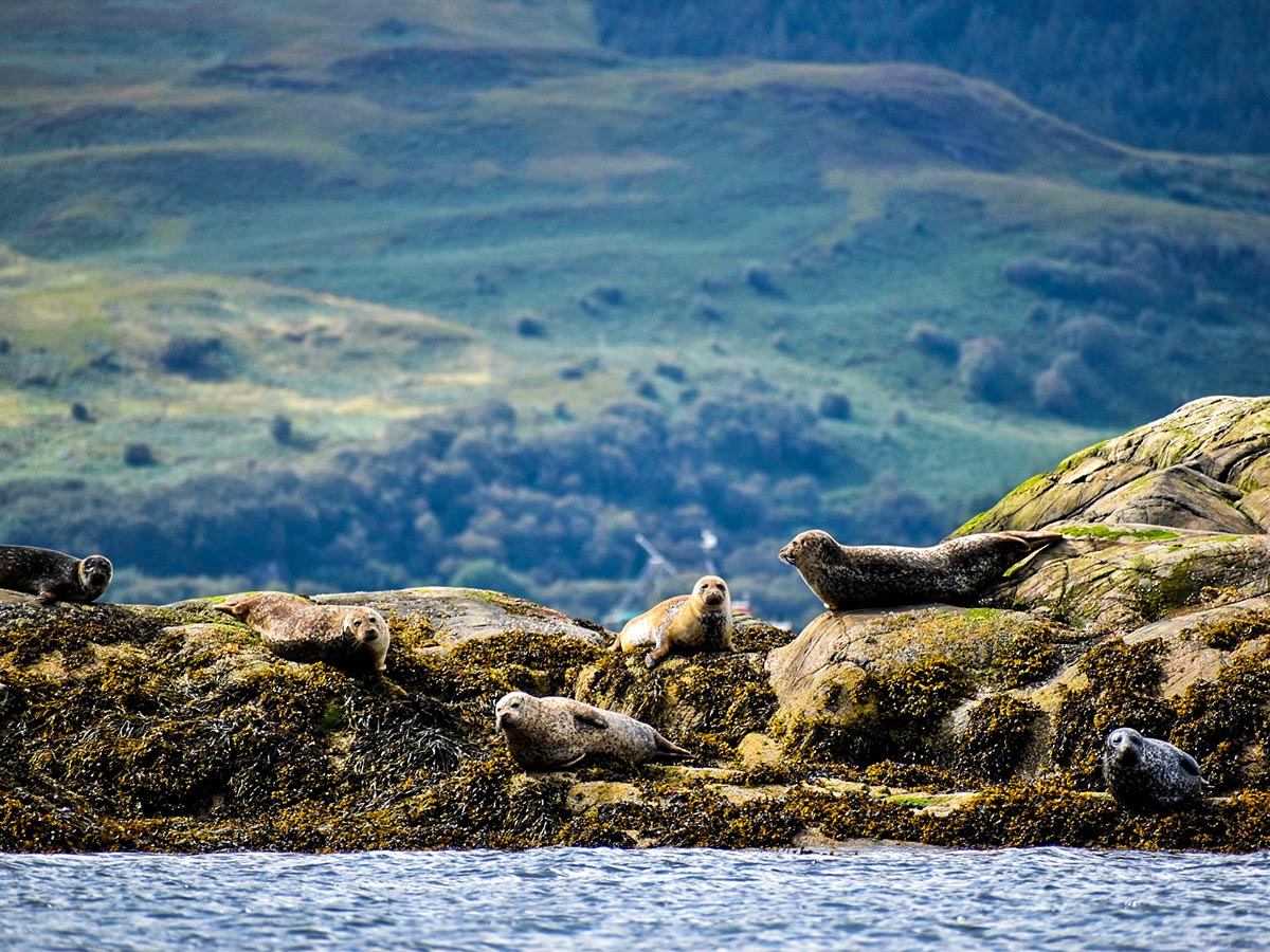 Group of seals resting on Glencoe and the Highlands walking tour