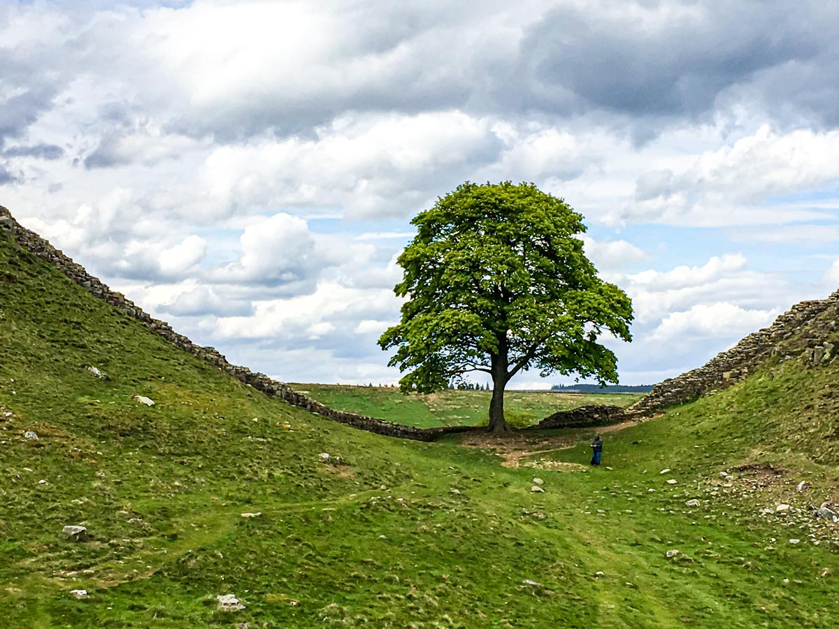 Lonely tree met on National Parks of the UK Guided Walking Tour in England