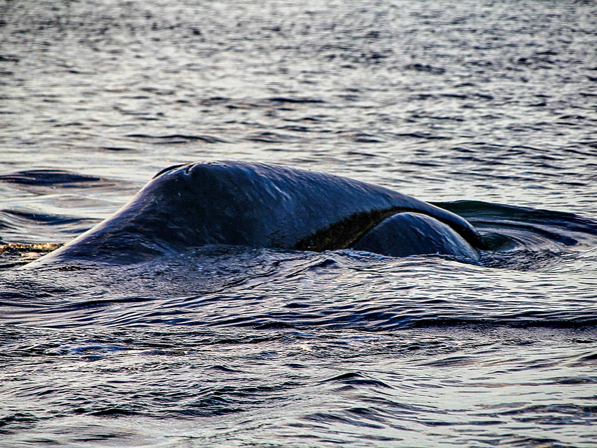 Whale emerging from the water seen on Expedition to Shantar Islands Tour in Russia