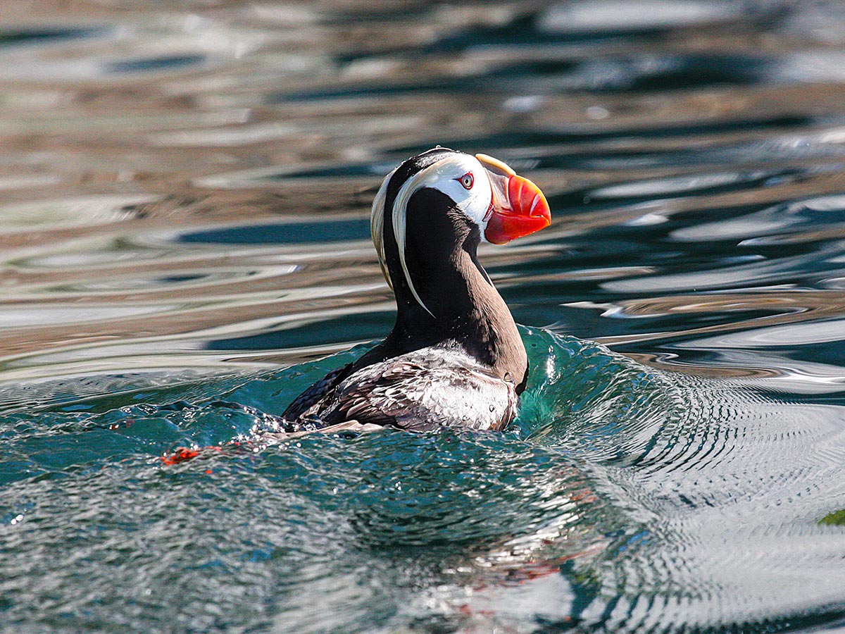 Puffin swimming in the water on Expedition to Shantar Islands Tour in Russia