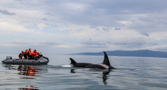 Expedition to the Shantar Islands